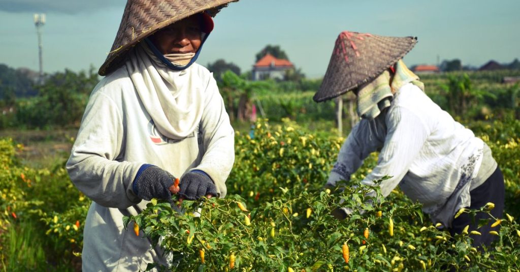 Petani memanen cabai di bawah langit cerah di Bali, Indonesia.
