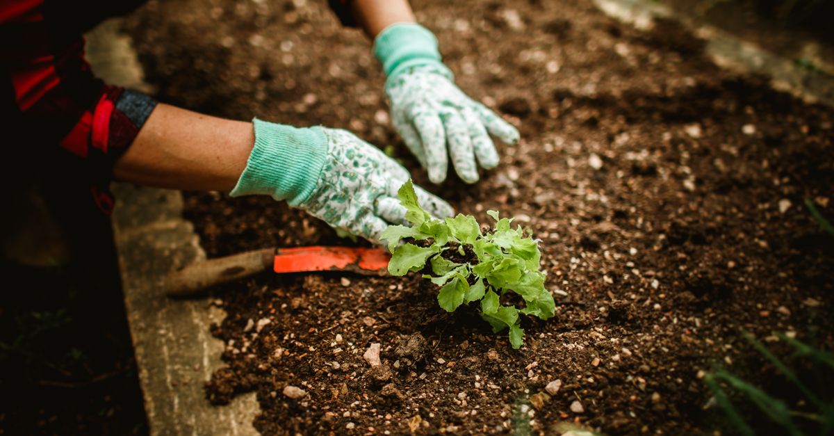 Seorang petani yang mengenakan sarung tangan menanam bibit di tanah, menunjukkan berkebun di luar ruangan.