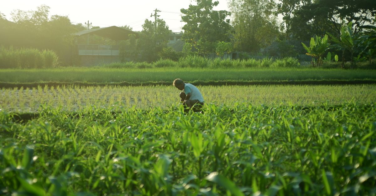 Seorang petani bekerja di ladang hijau saat matahari terbit, memperlihatkan ketenangan pertanian.
