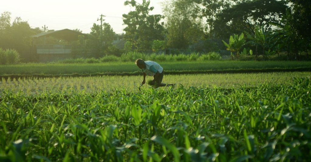 Seorang petani merawat tanaman di ladang hijau subur di bawah sinar matahari, menyoroti kerja keras dan pertanian.