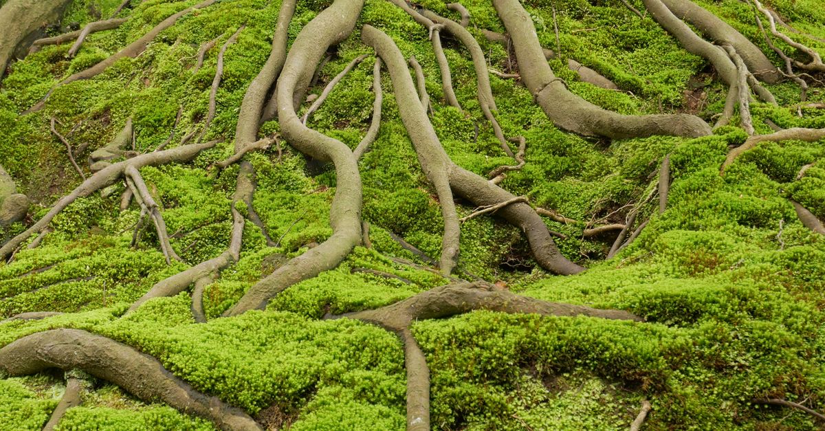 Pandangan dekat akar pohon yang melengkung tertutup lumut hijau cerah di hutan Jepang.