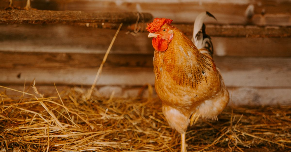 Seekor ayam jantan berwarna-warni berdiri di atas jerami di dalam kandang ayam bergaya pedesaan, menggambarkan kehidupan pertanian.
