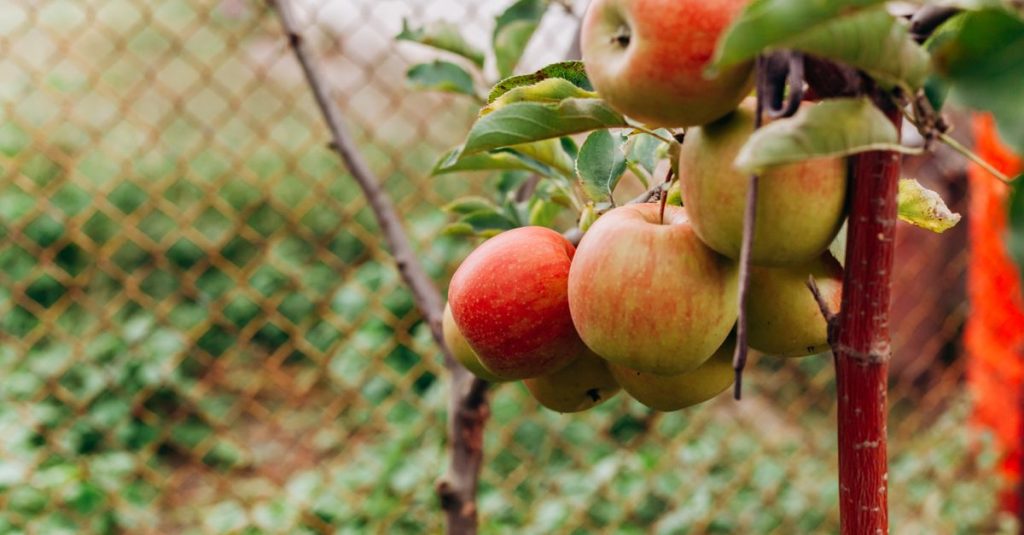 Kedekatan apel matang yang menggantung di cabang, menampilkan buah segar di kebun luar ruangan.