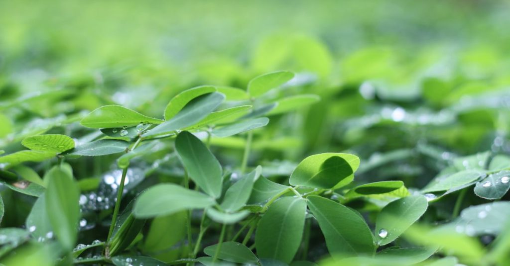 Close-up daun hijau dengan tetesan embun yang menangkap kesegaran alam.