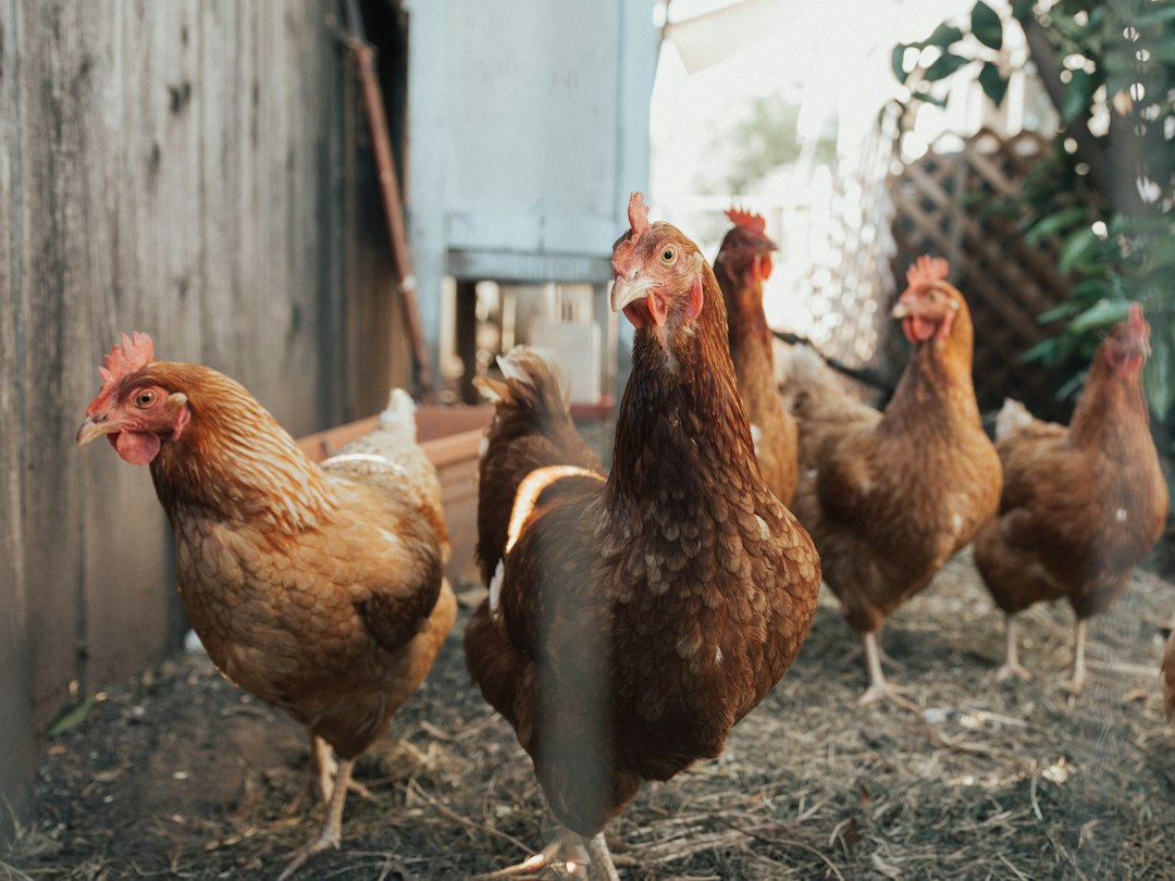 Ayam betina berkeliaran di tanah dekat pagar sebagai ilustrasi peternakan ayam skala kecil