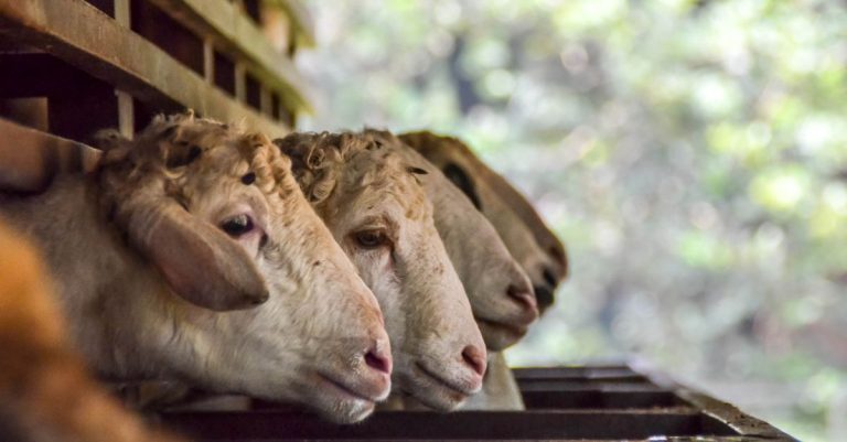Foto close-up kambing yang sedang makan di dalam gudang, menunjukkan kehidupan pertanian domestik.