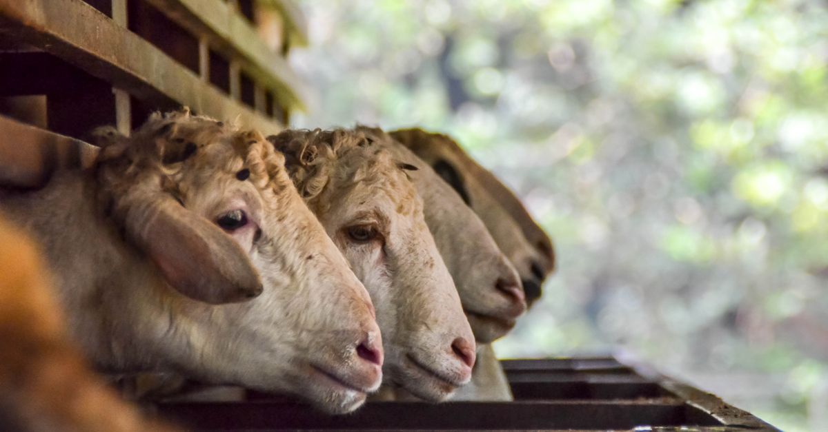 Foto close-up kambing yang sedang makan di dalam gudang, menunjukkan kehidupan pertanian domestik.