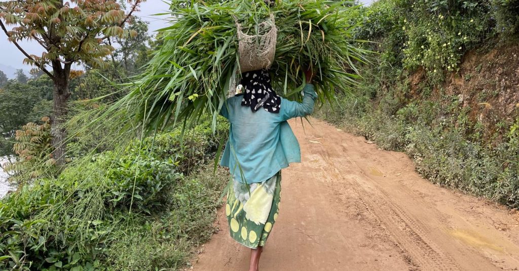 Seorang wanita yang membawa sek bundel rumput besar di sepanjang jalan pedesaan di Ella, Sri Lanka, menampilkan kehidupan pertanian tradisional.