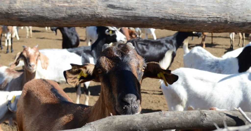 Sekelompok kambing domestik di tempat penampungan luar ruangan yang cerah, diambil melalui pagar kayu.