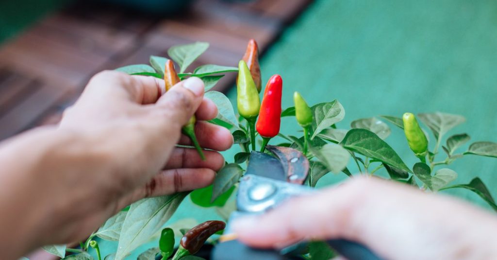 Seseorang menggunakan gunting kebun untuk memanen cabai berwarna-warni dalam pengaturan close-up di luar ruangan.