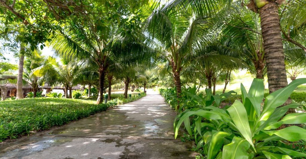 Jelajahi jalan setapak yang tenang dikelilingi oleh pohon palem yang subur dalam suasana taman tropis.