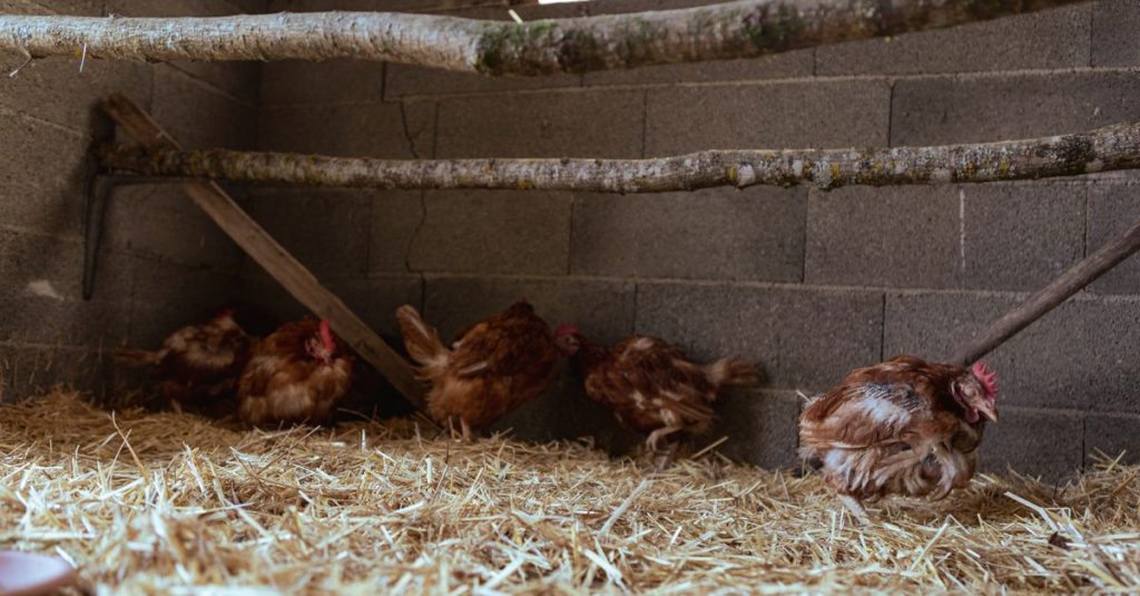 Kandang ayam yang nyaman dengan induk ayam bertelur di jerami di bawah tempat bertengger kayu.
