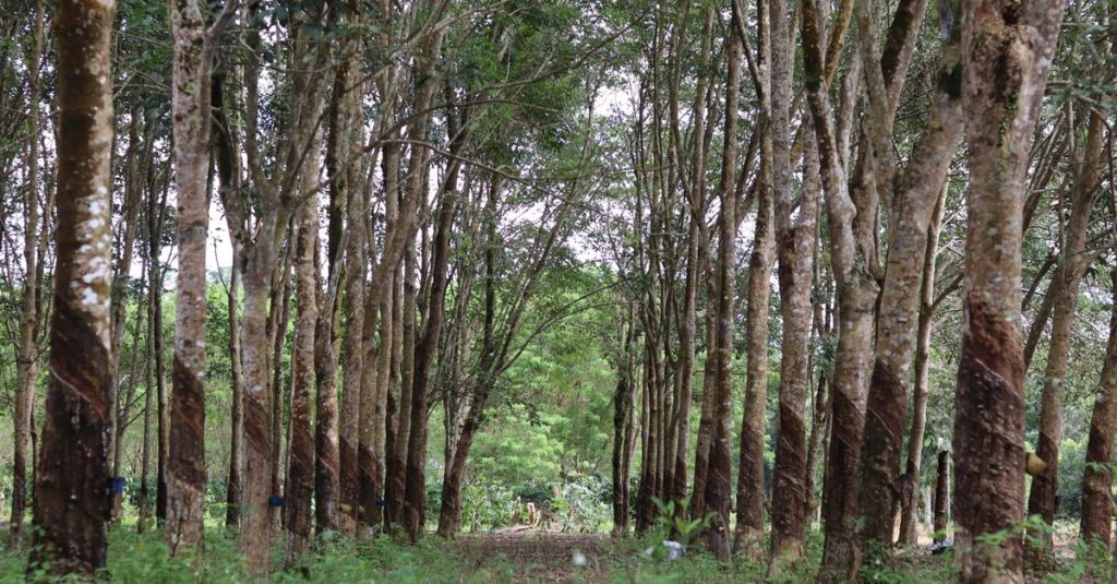 Jalan hijau yang subur dipenuhi dengan pohon karet di pengaturan perkebunan yang damai.