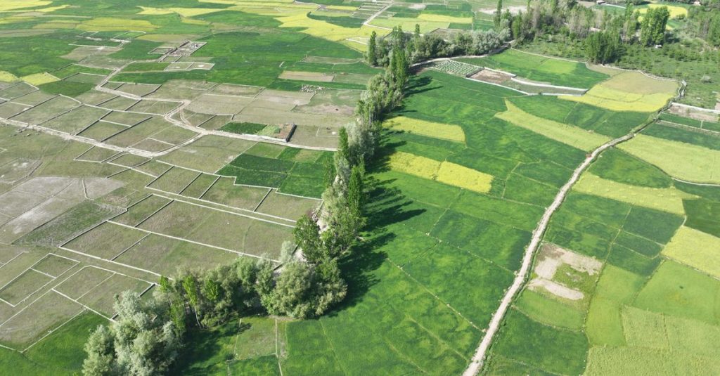 Pandangan udara yang menakjubkan dari lanskap pertanian dengan ladang hijau subur dan pohon-pohon dekat Srinagar.