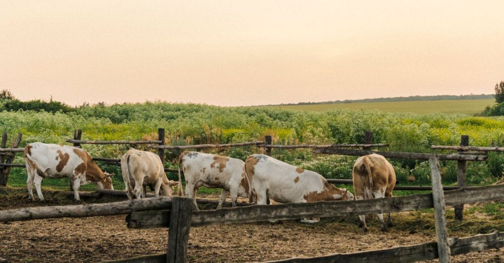 Sekelompok sapi yang makan di kandang kayu yang dikelilingi oleh ladang subur di bawah langit yang hangat.