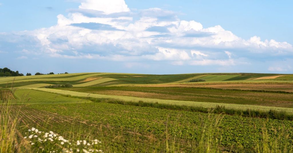 Lanskap yang cerah dengan bukit hijau bergelombang dan sawah yang diselingi di bawah langit biru cerah dan awan berbulu.