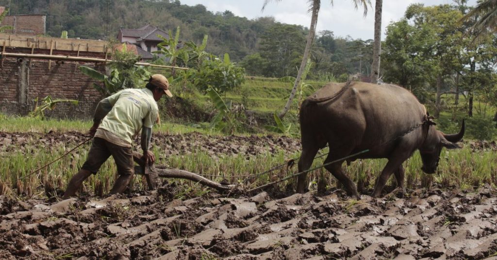 Seorang petani membajak sawah padi dengan sapi di Kuningan, Indonesia, menampilkan pertanian tradisional.