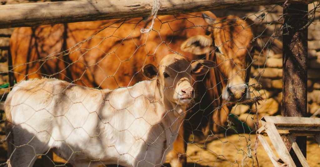 Seekor anak sapi dan sapi berdiri di belakang pagar kawat di sebuah peternakan pedesaan yang cerah.