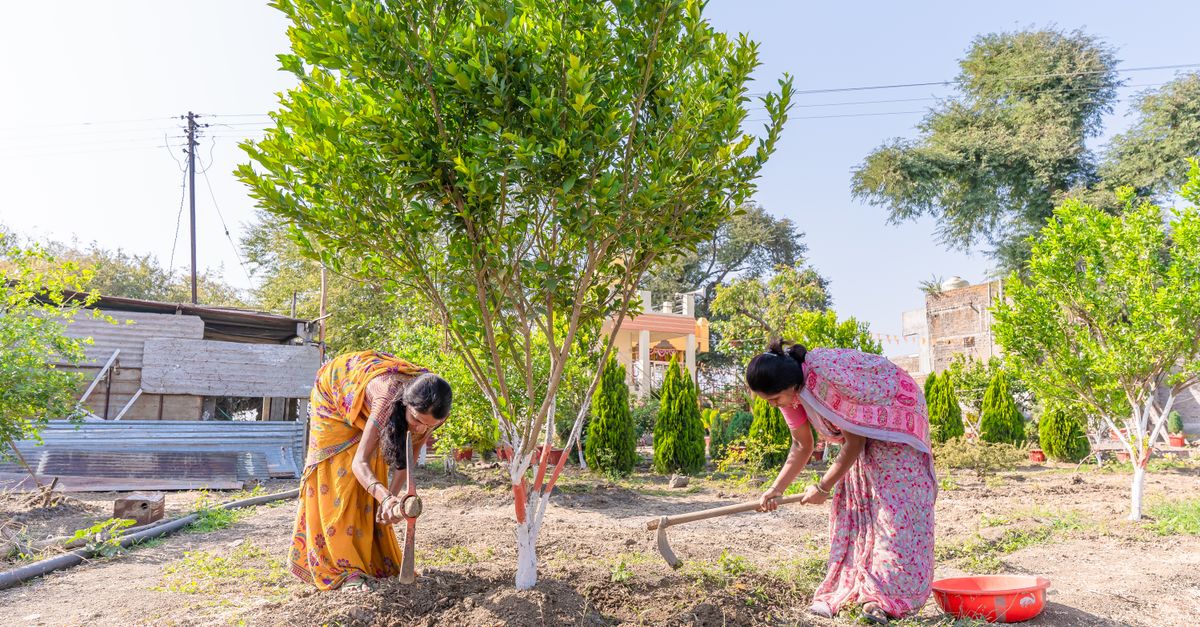 Dua wanita India bertani di lingkungan pedesaan, menggambarkan pertanian tradisional.