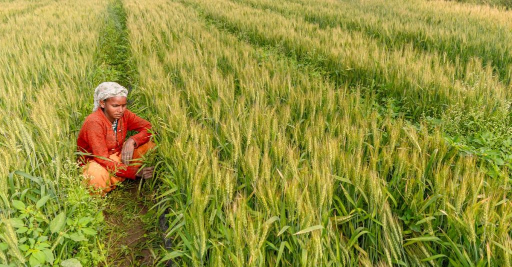 Seorang petani India merawat ladang gandum yang subur di bawah langit cerah.