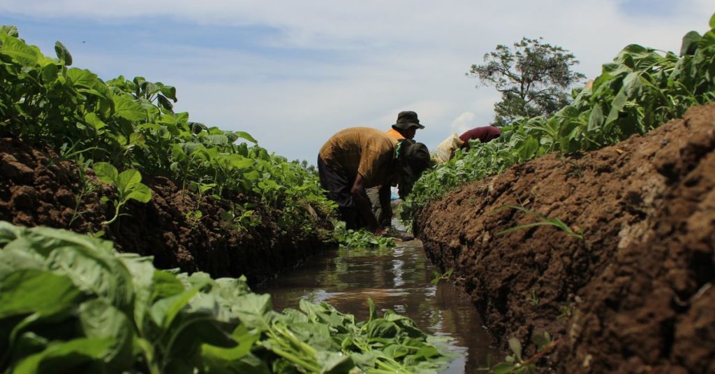 Petani Indonesia yang bekerja di ladang hijau subur di siang hari meningkatkan produktivitas pedesaan.