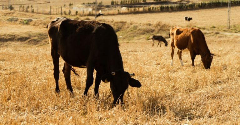 Sapi yang sedang merumput dengan tenang di ladang pedesaan yang diterangi matahari, menampilkan kehidupan pedesaan yang damai.
