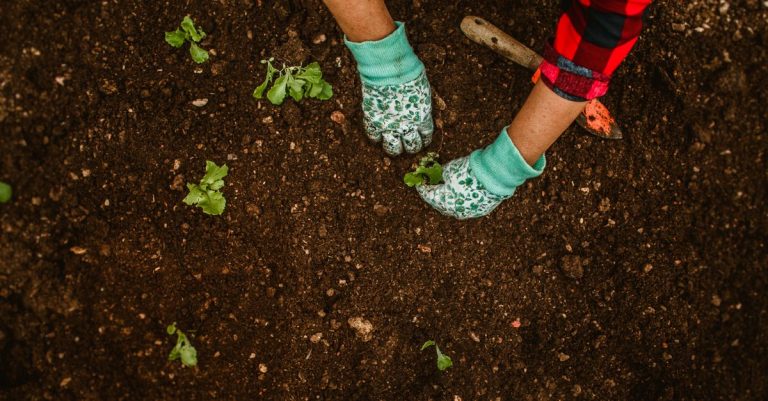 Tangan yang mengenakan sarung tangan menanam bibit di tanah kebun. Alat berkebun terlihat. Luar ruangan, siang hari.