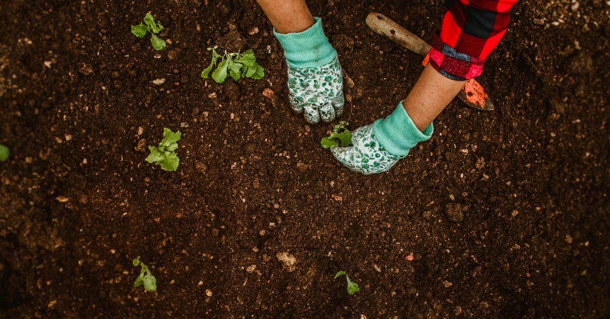 Tangan yang mengenakan sarung tangan menanam bibit di tanah kebun. Alat berkebun terlihat. Luar ruangan, siang hari.