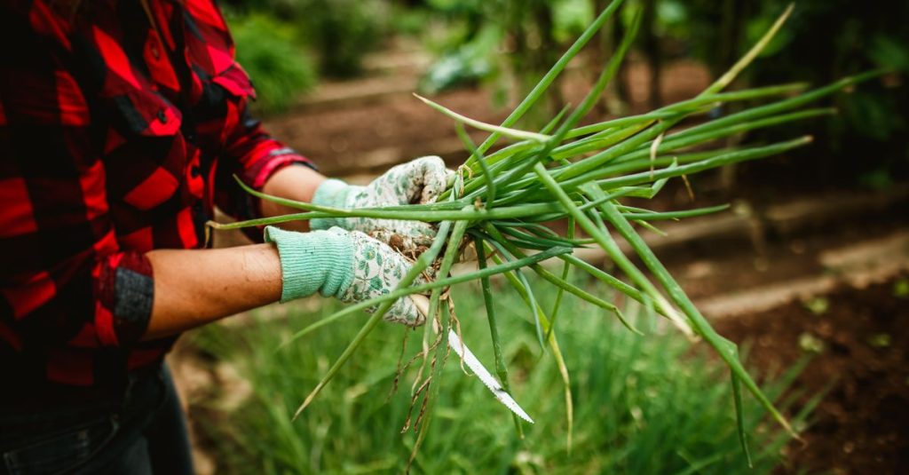 Seorang wanita mengenakan kemeja kotak-kotak memanen daun bawang segar dari kebun.