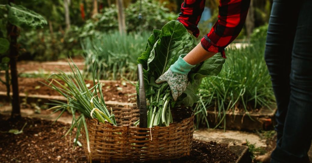 Wanita memetik sayuran segar di keranjang kebun. Pertanian organik dan gaya hidup sehat.