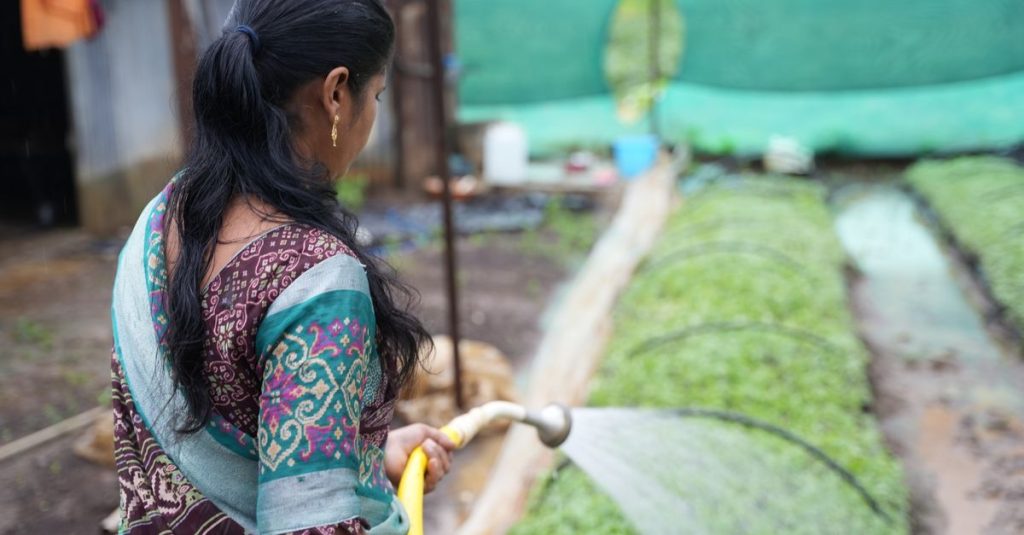 Seorang wanita berpakaian tradisional menyiram tanaman di sebuah farm pedesaan India.