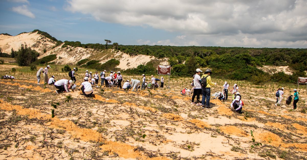 Sekelompok relawan berpartisipasi dalam acara penanaman pohon di lahan berpasir di Phan Thiết, Vietnam.