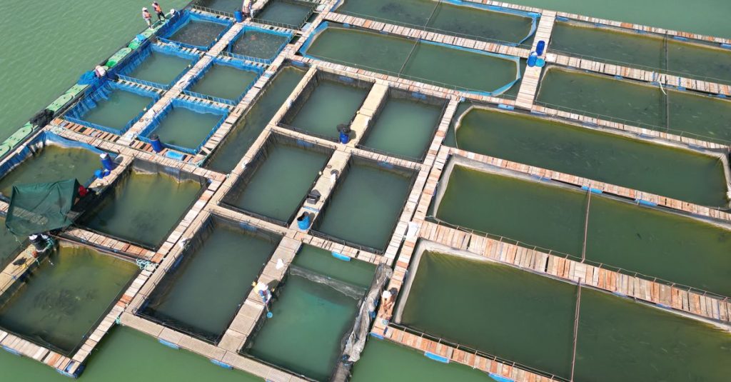 Foto udara peternakan ikan mengapung yang terstruktur di badan air hijau dengan pekerja yang terlihat.