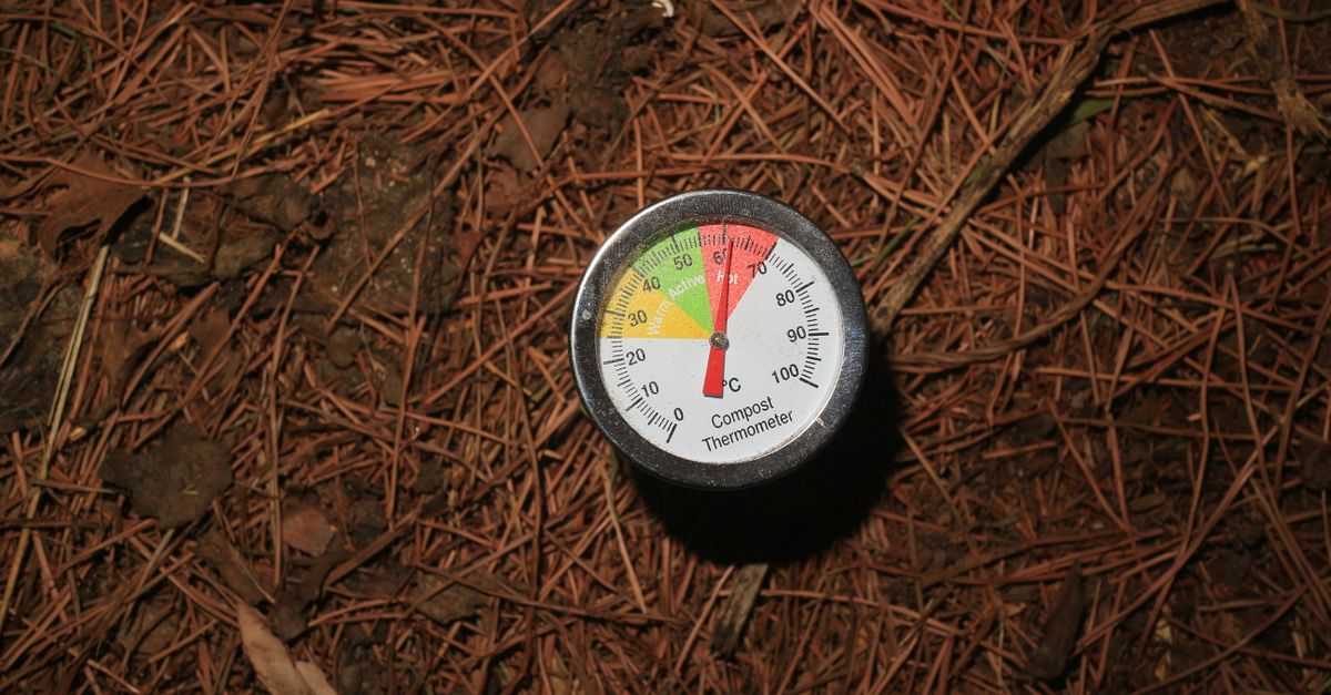 Close-up termometer kompos di tanah hutan, menunjukkan suhu untuk dekomposisi.