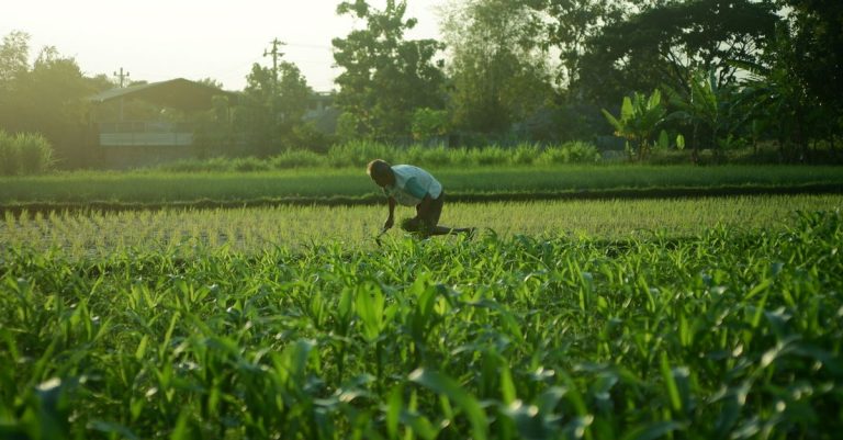 Seorang petani merawat tanaman di ladang hijau subur di bawah sinar matahari, menyoroti kerja keras dan pertanian.