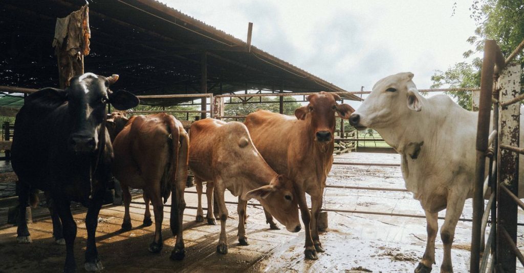 Sapi berdiri di dalam kandang pertanian dengan suasana yang rustic dan alami.