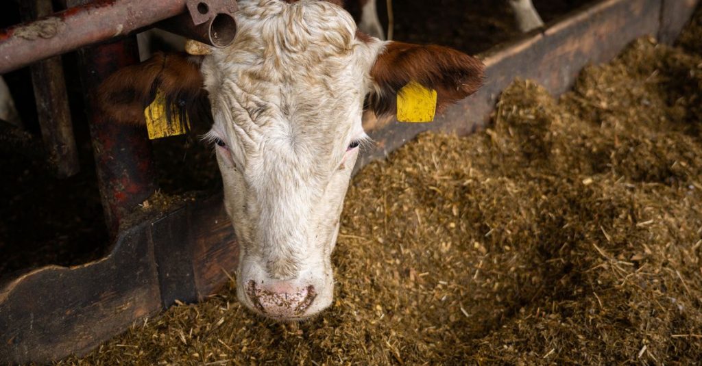 Seekor sapi yang makan jerami di dalam gudang di Slovakia, menampilkan pertanian.
