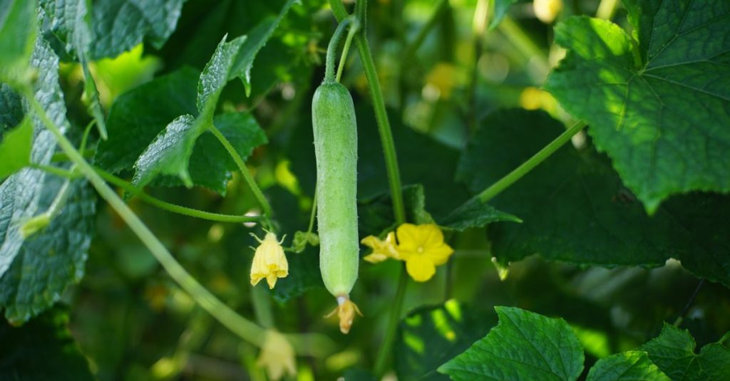 Dekat mentimun yang sedang tumbuh tergantung dari tanamannya dengan daun hijau dan bunga kuning di sekitarnya.