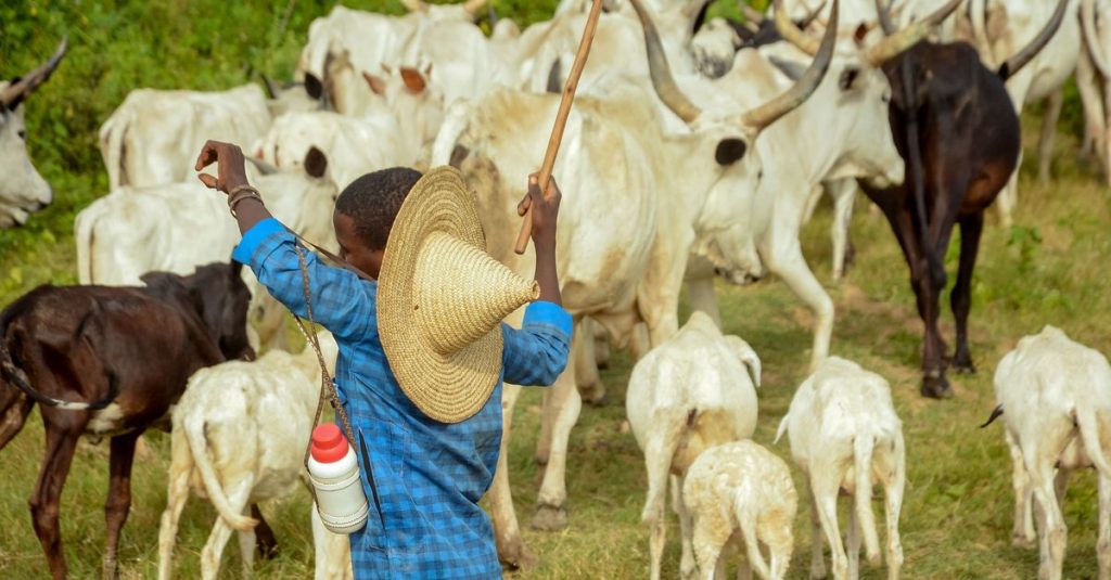Seorang penggembala muda mengenakan topi jerami memimpin sekawanan sapi melalui ladang hijau subur di hari yang cerah.