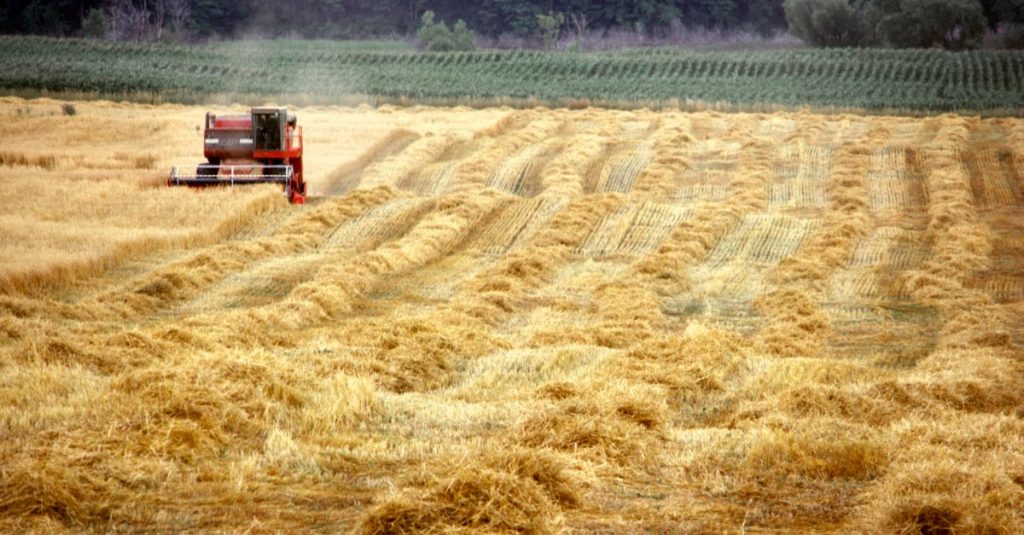 Seorang pemanen bekerja di ladang gandum keemasan di bawah langit cerah di Brant, Ontario, Kanada.