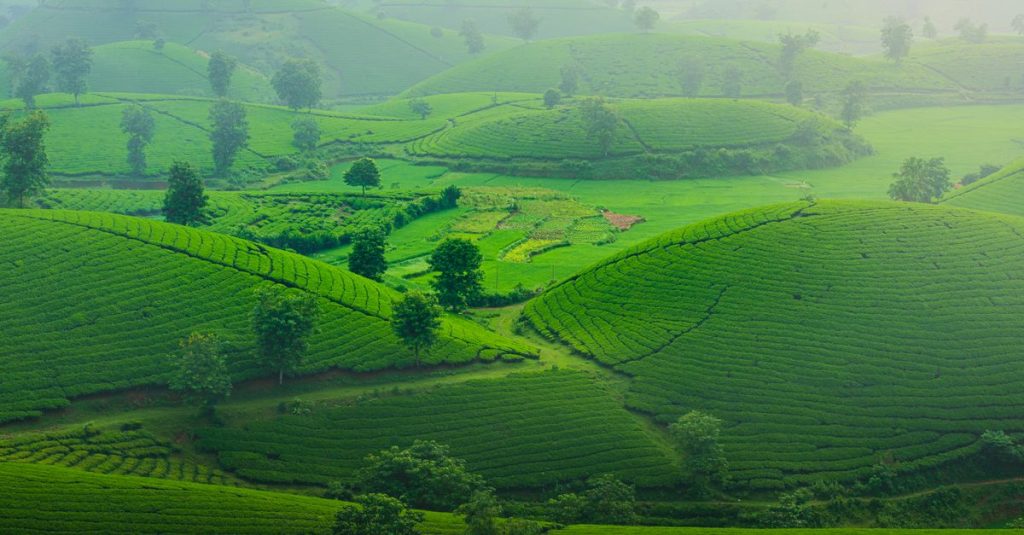 Pemandangan udara hamparan ladang teh hijau nan asri di bawah langit berkabut, menyuguhkan pemandangan yang tenteram dan asri.