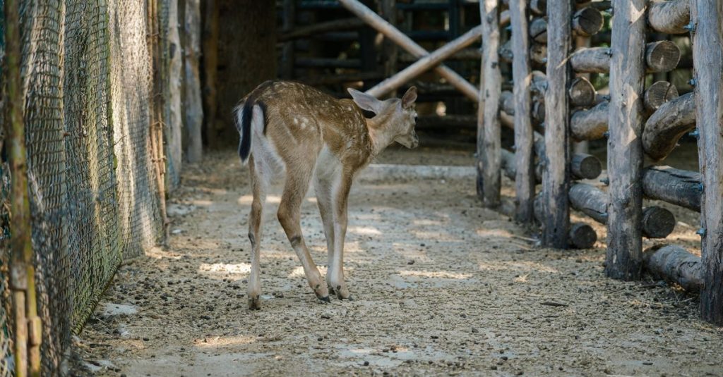 Seekor rusa muda di kandang kebun binatang di Bulgaria, dikelilingi pagar kayu.