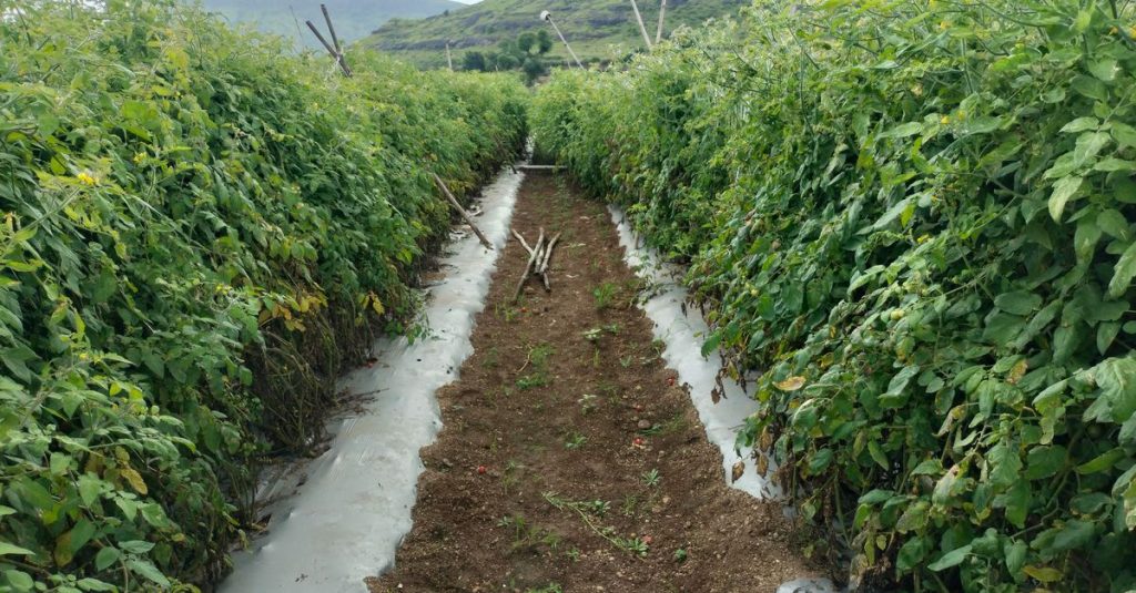 Deretan tanaman tomat yang rimbun di kebun sayur, dibingkai oleh perbukitan.