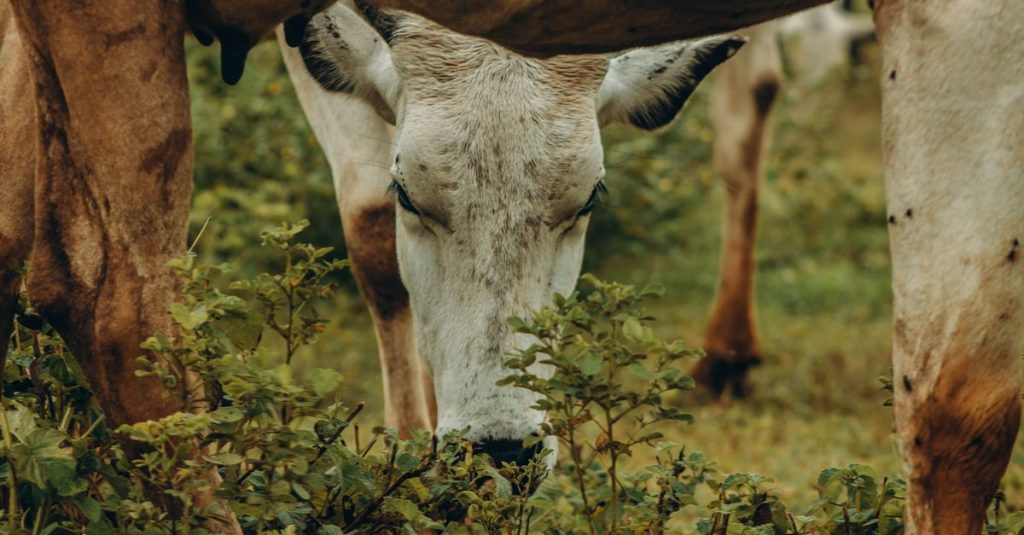 Gambar close-up yang tenang dari seekor sapi yang menggembala di antara hijauan di lingkungan luar.