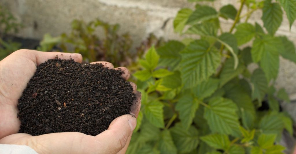 Close-up tangan memegang kompos kaya nutrisi di samping tanaman hijau subur di taman.
