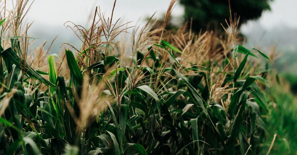 Ladang jagung yang semarak di El Salvador, menangkap pemandangan subur selama musim panen.