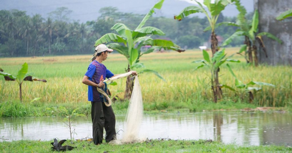 Seorang petani pria dewasa sedang memancing di sawah yang subur di Jawa Tengah, Indonesia.
