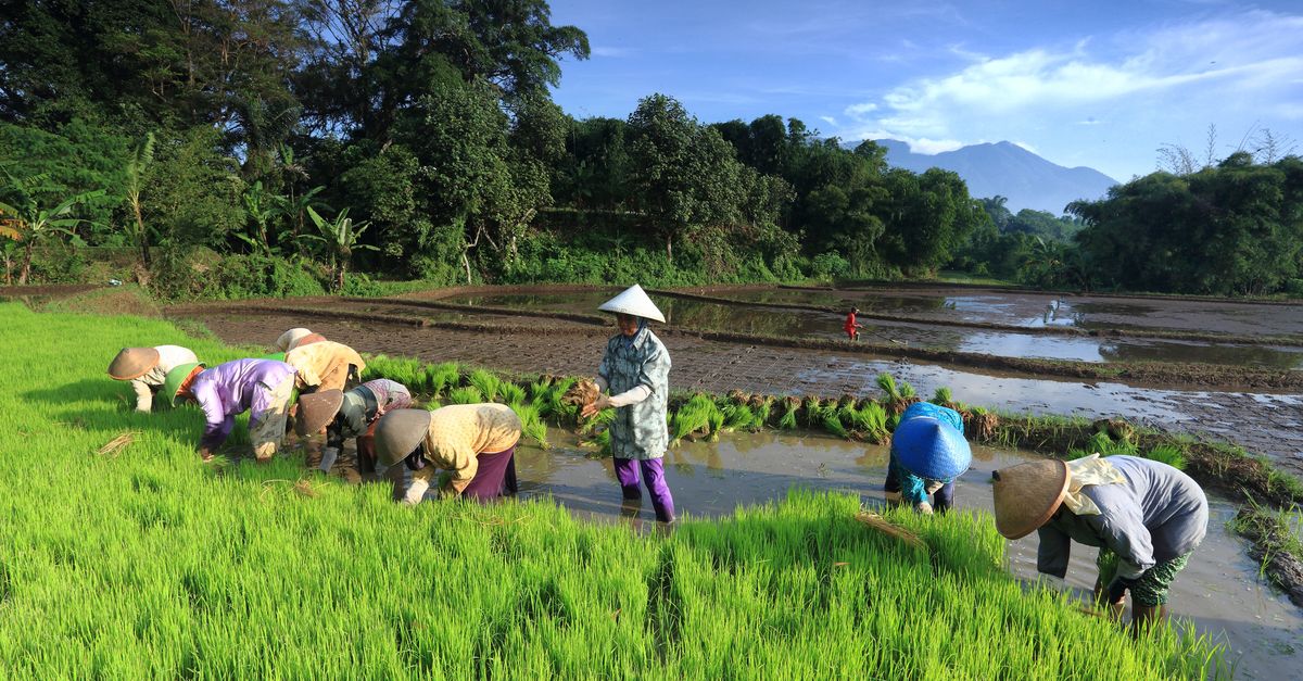 Para petani lokal bekerja di sawah yang subur di Garut, Jawa Barat, Indonesia.