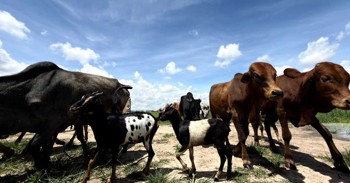 Sekawanan sapi dan kambing sedang merumput di hari yang cerah di bawah langit biru yang terang.
