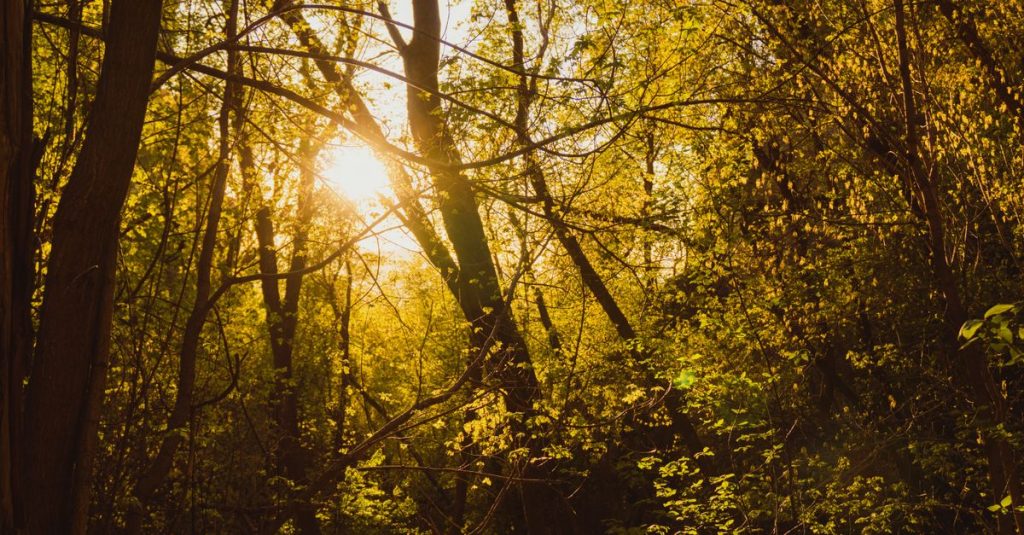 Sinar matahari keemasan menembus hutan lebat, menciptakan suasana hangat dan tenang.